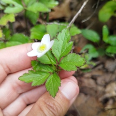 Fragaria