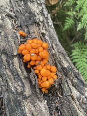 Hemitrichia decipiens