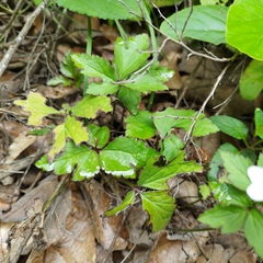 Fragaria