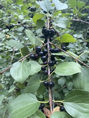 Rhamnus