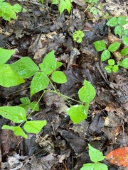 Hylodesmum pauciflorum