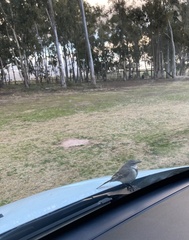 Motacilla capensis capensis