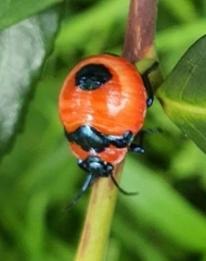 Poecilocoris latus