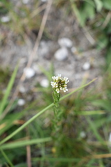 Arabis sagittata