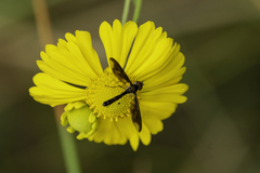 Ocyptamus fuscipennis