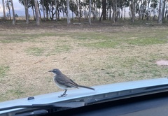 Motacilla capensis capensis