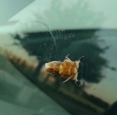 Megalopyge opercularis