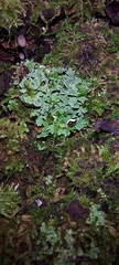Cladonia coniocraea