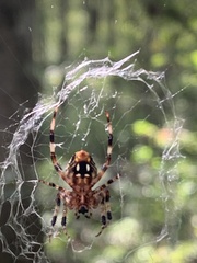 Araneidae