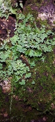 Cladonia coniocraea