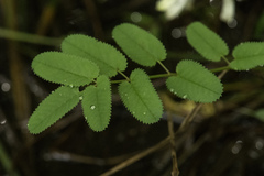 Sanguisorba canadensis