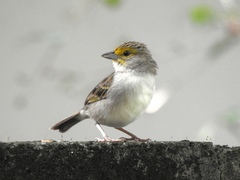 Ammodramus aurifrons