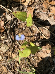 Commelina diffusa