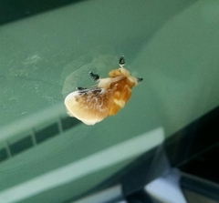 Megalopyge opercularis