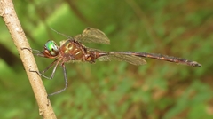 Somatochlora linearis