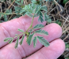 Desmanthus leptolobus