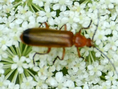 Rhagonycha fulva