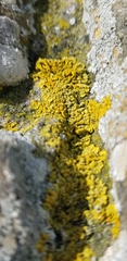 Dufourea