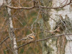 Fringilla montifringilla