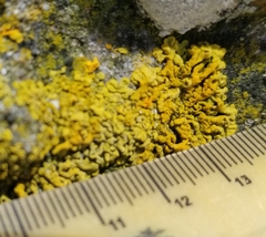 Dufourea