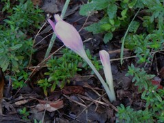 Colchicum lusitanum