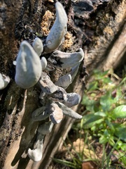 Xylaria polymorpha