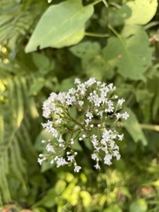 Valeriana officinalis