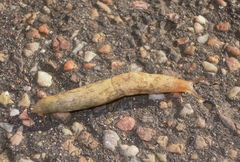 Deroceras reticulatum