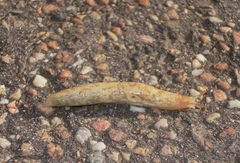 Deroceras reticulatum