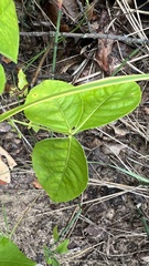 Toxicodendron rydbergii