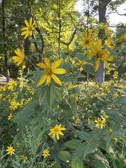 Helianthus decapetalus