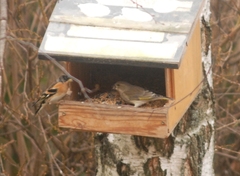 Fringilla montifringilla