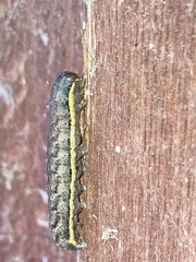Noctuinae