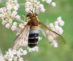 Leucozona glaucia