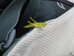 Euthystira brachyptera