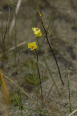 Utricularia macrorhiza