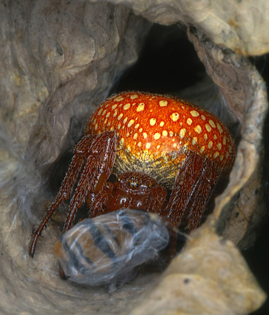 Orange Wheelweaving Spider
