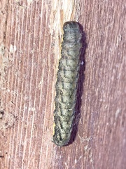 Noctuinae