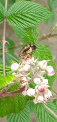 Adejeania