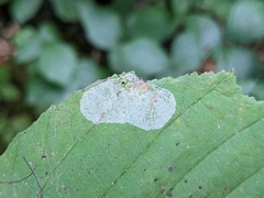 Phyllonorycter issikii