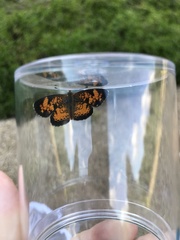 Phyciodes cocyta