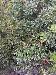 Ilex glabra