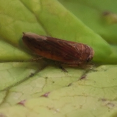 Idiodonus cruentatus