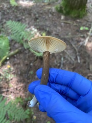 Lactarius lignyotus