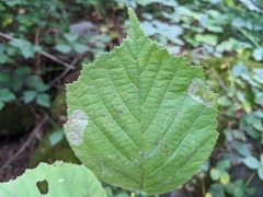 Phyllonorycter issikii