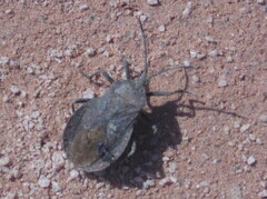 Spartocera