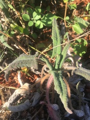 Salvia spathacea