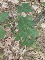 Quercus