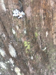 Chrysothrix candelaris