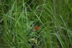 Coenonympha arcania